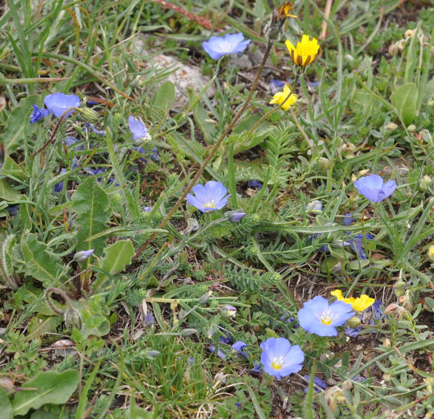 Linum punctatum / Lino punteggiato